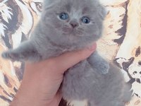 Teddy face scottish fold yavrular yeni ailesini bekliyor