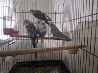 YAŞINDA DİŞİ VE YAVRU MUHABBET KUŞLAR