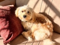 Ücretsiz takip şartlı maltipoo sahiplendirme
