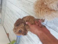 Sağlıklı neşeli poodle yavrular