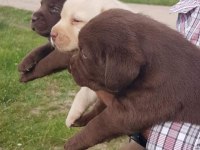 MÜKEMMEL KALİTEDE LABRADOR YAVRULAR