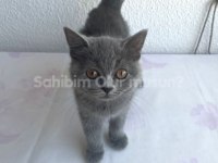 Çok tatlı oyuncu bir british shorthair