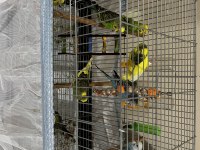 Muhabbet kuşlar