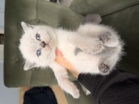 Point British Shorthair Yavrular