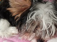 Yorkshire Terrier 3 aylık