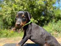 Doberman yavru son 2 adet