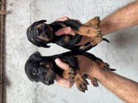 ASİL DOBERMAN YAVRULAR