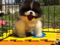 Pomeranian boo color renk bakımlı 90 günlük