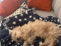 Yavru Maltipoo Köpeği