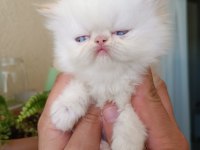 43 GÜNLÜK SAFKAN REDPOİNT İRAN KEDİLER YAVRULAR
