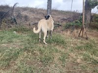 BOYLU IRI DISI KANGAL SU ANDA KIZANDA 11 AYLIK