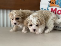 Show kalite kore maltipoo yavrular ziyarete açık