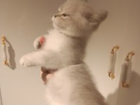 3 aylık british shorthair yavrular