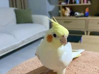Konuşan Erkek Lutino Sultan Papağanı Bebek