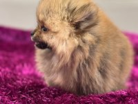 IRK GARANTILI TEA CUP POMERANİAN