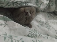British shorthair kedimiz sahiplendirilecek