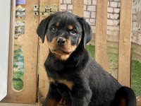 A Şecereye Sahip Rottweiler Yavrularım