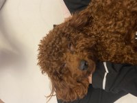 4 Yaşında Aşıları tam Poodle Erkek