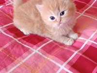 20 Ekim doğumlu scottish straight ve scottish longhair yavru