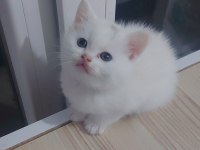 British shorthair beyaz yavru
