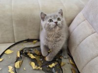 10 aylık British shorthair