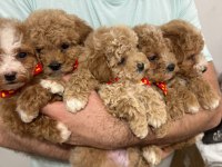 MALTİPOO IRK VE SAĞLIK GARANTİLİ TÜY DÖKMEZ
