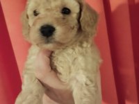 Orjinal toy poodle yavrularımız yeni yuvalarını arıyor
