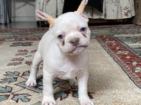 Lilac tan platinum erkek french bulldog yavrumuz