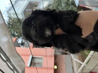 Safkan nadir renk american cocker