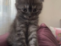 Scottish fold dişi 2 aylık