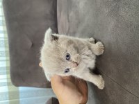 3 adet blue point 1 lilak british shorthair