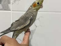 Sultan papağanı sahiplendirilecek kuşumuz