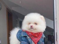 Orjinal Pomeranian yavrular