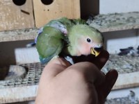 Bebek Yavrumuz El Beslemesi İçin Hazırdır Buyrun
