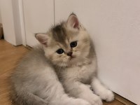 Yavru 2 aylık kedim chinchilla