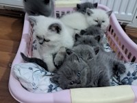 Benim british shorthair güzelliklerim