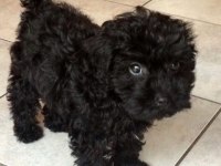 Sevimliliğiyle Büyüleyen Siyah Toy Poodle