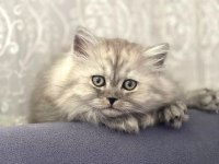 2 aylık Erkek British Longhair Silver