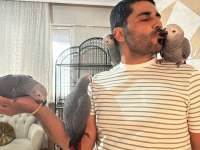 Bebekler Hazır yuvalarına gitmeye jako papağanı