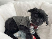 Hiç büyümeyecek minik yavru köpeğimiz