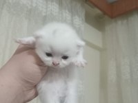 British shorthair bebeklerimiz yeni yuvasını arıyor