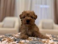 İpek gibi Maltipoo