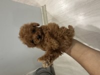Toy Poodle Köpeğimiz İçin Ulaşın