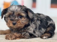 Çok özel tea cup morkie yavrular ziyarete açık