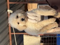 Dev poodle çok şirin yavrular ruhsatlı çiftlik 