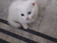 Scottish fold renkli gözlü dişi