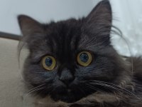 BRİTİSH SHORTHAİR KEDİM