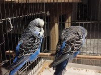 Show harika bir takım muhabbet kuşu