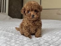 Toy Poodle