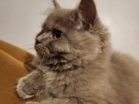 British longhair lilac oyuncul ve eğitimlidir